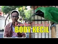Lagu RAWATAN CUCAK IJO BODY KECIL BADAN KECIL - BONGKAR RAWATAN IJO By HoBi ID