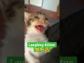 Download Lagu laughing kitten so cute #shorts #cat #kitten #laugh #memes