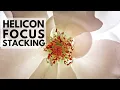 HOW TO Focus Stacking on HELICON FOCUS - Intermediate Level