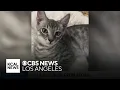 Santa Clarita shop owner seeking safe return of stolen pet cat