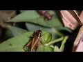 sound effect cricket - 40 menit suara jangkrik