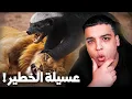 حقيقة الحيوان عسيلة !؟