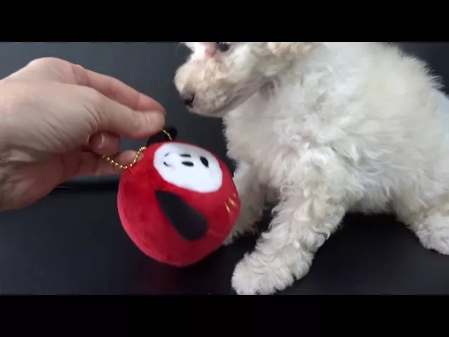 動画