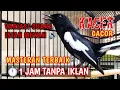 Download Lagu SUARA BURUNG KACER MASTERAN GACOR ‼️Full Variasi isian MEWAH | TANPA IKLAN ❗