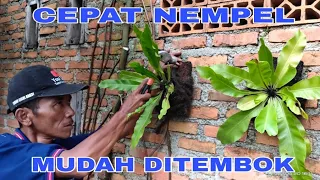 cara menanam kadaka daun ditembok part 1