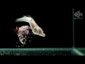 BETTA FISH lay eggs