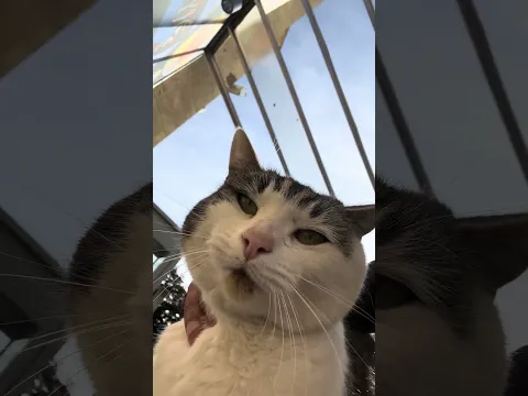 ليش الحيوانات تحبني ؟😍 🐈⬛ #العراق
