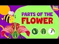 Parts of a Flower Pollination Science for Kids Parts of Flower and their Functions