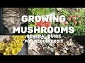 How To Grow Mushrooms Deleted