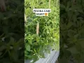 Download Lagu buahnya memanjakan mata🤤😍 #cabe #caberawit #caberawitsubur #pertanian #petani #petanimuda