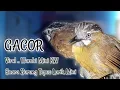 Masteran Tepus Lurik Gacor Full Isian.Semua Jenis Burung Bisa Di Tiru Suara Nya.Wambi Mini Lokal