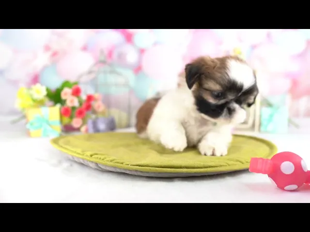 動画