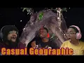 Casual Geographic When Animals Get ZOOTED Reaction ft Chavezz