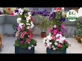 Lagu Petunia Vertical Flower Tower | Petunia Tower | Low Cost | Easy to make | DIY Project | Full Update