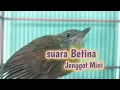 Suara burung Jenggot mini Betina