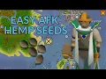 Easy AFK HEMP Seeds from Sailing in OSRS