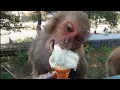 monkey are very happy to eat ice-cream feeding ice-cream to wild monkeys
