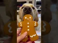 DECEMBER 2022 Barkbox Subscription UNBOXING