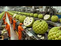 Lagu Dentro de uma fábrica de processamento de graviola: da deliciosa fruta fresca às sobremesas doces