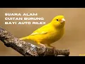 Download Lagu Suara Alam Kicauan Burung (White Noise) Relaksasi | Bayi Auto Tidur