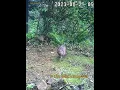 Download Lagu Young Kalij Moving With Female | Wildlife of. Himalaya