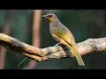 Download Lagu HD suara burung merbah lekir asli jernih