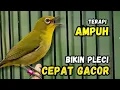 Lagu Pleci Cepat Gacor Pakai Terapi Ini Buktikan!!!