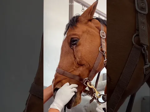 Owner Helps Horse Walk Again After Losing a Hoof