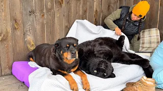 With a panther in bed 😈 (ENG SUB)