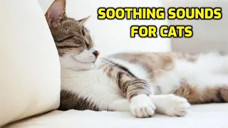 Download 10 Noises That Are Calming And Relaxing To Cats MP3