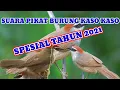 Download Lagu Suara pikat burung kaso kaso ribut