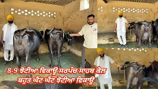 26 October 2026 ਫੋਨ 98721-16727 =8-9 ਝੋਟੀਆ ਵਿਕਾਊ ਬਾਹਲੀਆ ਚੰਗੀਆ ਝੋਟੀਆ ਸਰਵਨ ਸਿੰਘ ਸਰਪੰਚ ਸਾਹਬ ਕੋਲ