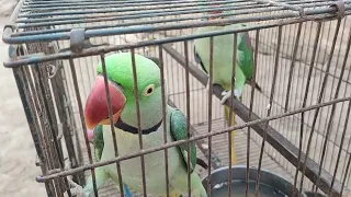 Parrot Talking 22 August 2026