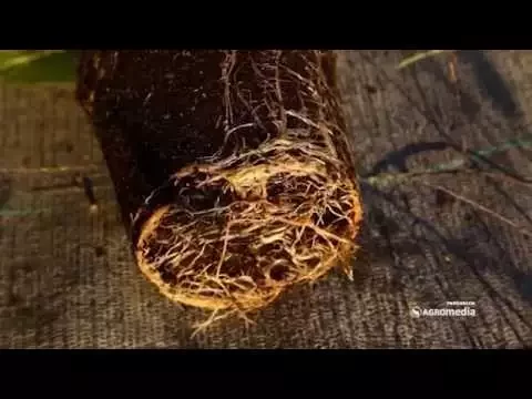Paulovnija - brzorastuće magično drvo