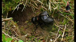 jangkrik ngerik berbunyi nyaring u0026 jernih 5 menit free download