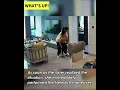Download Lagu Chinese girl saved her little brother’s life by performing the Heimlich maneuver after he choked