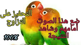 تحفيز طيور الفيشر والروز على التزاوج والهيجان 