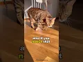 Download Lagu 3 ways to know if your cat is angry. #cat