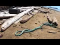 Raw Unedited Beachcombing in British Columbia Canada - Part 2