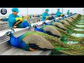 Lagu Inside Modern Peacock Farming Industry: From Hatchlings to Premium Feathers (Full Process)