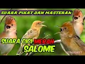 Download Lagu SUARA PIKAT CICI MERAH ||SUARA BURUNG SALOME