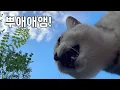 Download Lagu 일주일 동안 찾아오지 않는 집사를 찾아 집을 나간 고양이