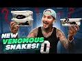 NEW SURPRISE VENOMOUS SNAKES ARE HERE