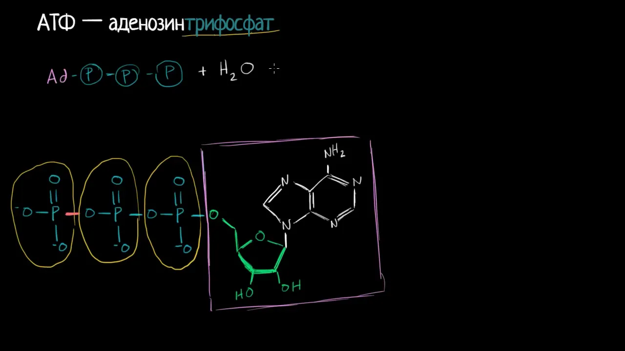 АТФ.Аденозинтрифосфат (видео 1)| Фотосинтез | Биология