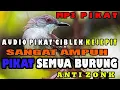 Download Lagu suara pikat burung kejepit paling ampuh MP3 AMPUH.