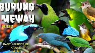 Download SUARA PIKAT BURUNG CUCAK HIJAU CUCAK BIRU DAN BURUNG CUCAK JENGGOT @HOBIKU-xf3nv MP3