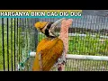 Download Lagu pelatuk Raja... Masteran Burung pelatuk yg sesungguhnya...