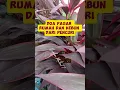 Download Lagu Doa Pagar Rumah Dan Kebun Dari Pencuri