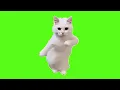Dancing Cat Green Screen Unisoftex