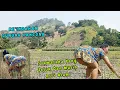 Download Lagu Mamah Lagi Bercocok Tanam Di Bawah Lereng Gunung || Kebun Jagung Nya Subur Subur